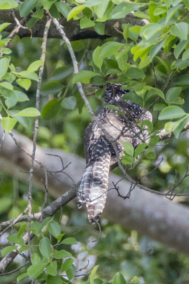 Asian Koel - ML623326726