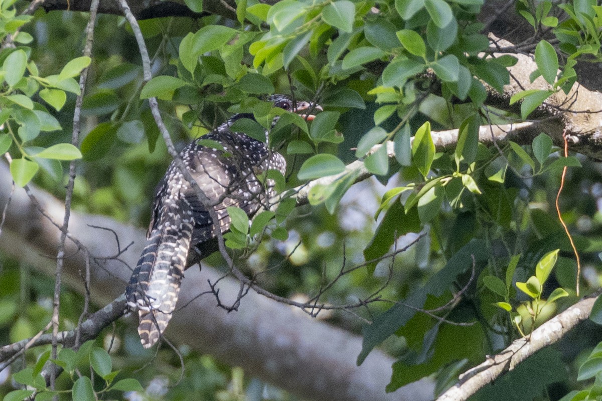 Asian Koel - ML623326727