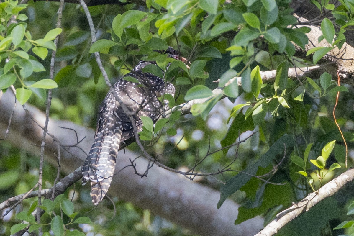 Asian Koel - Charlie Bostwick