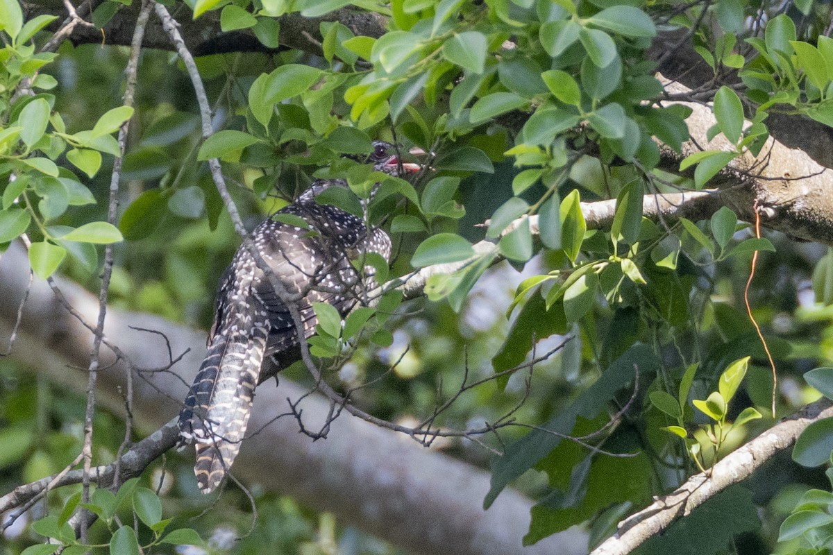 Asian Koel - ML623326730