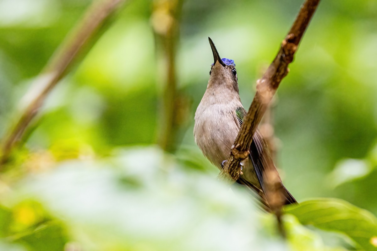 Wedge-tailed Sabrewing - ML623326763