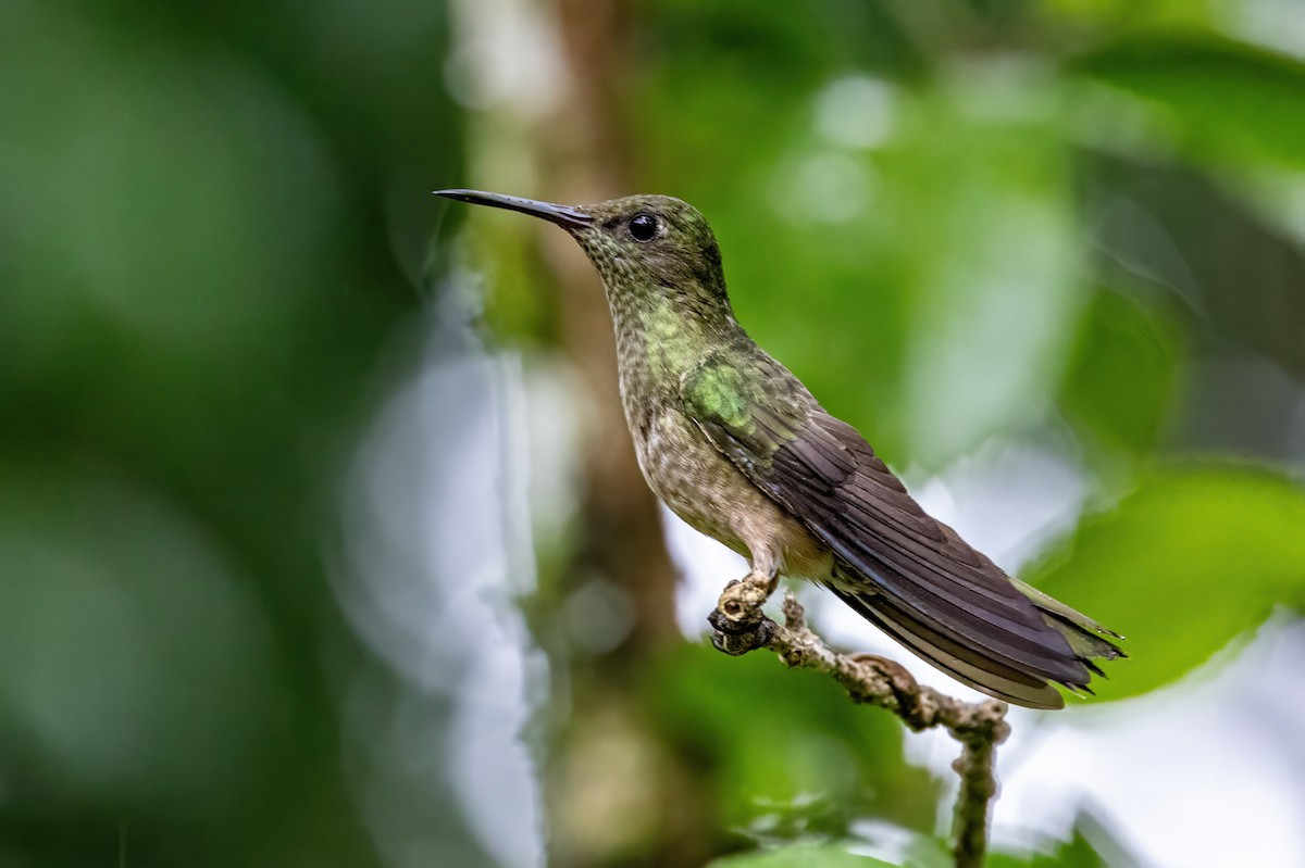 Scaly-breasted Hummingbird - ML623326790