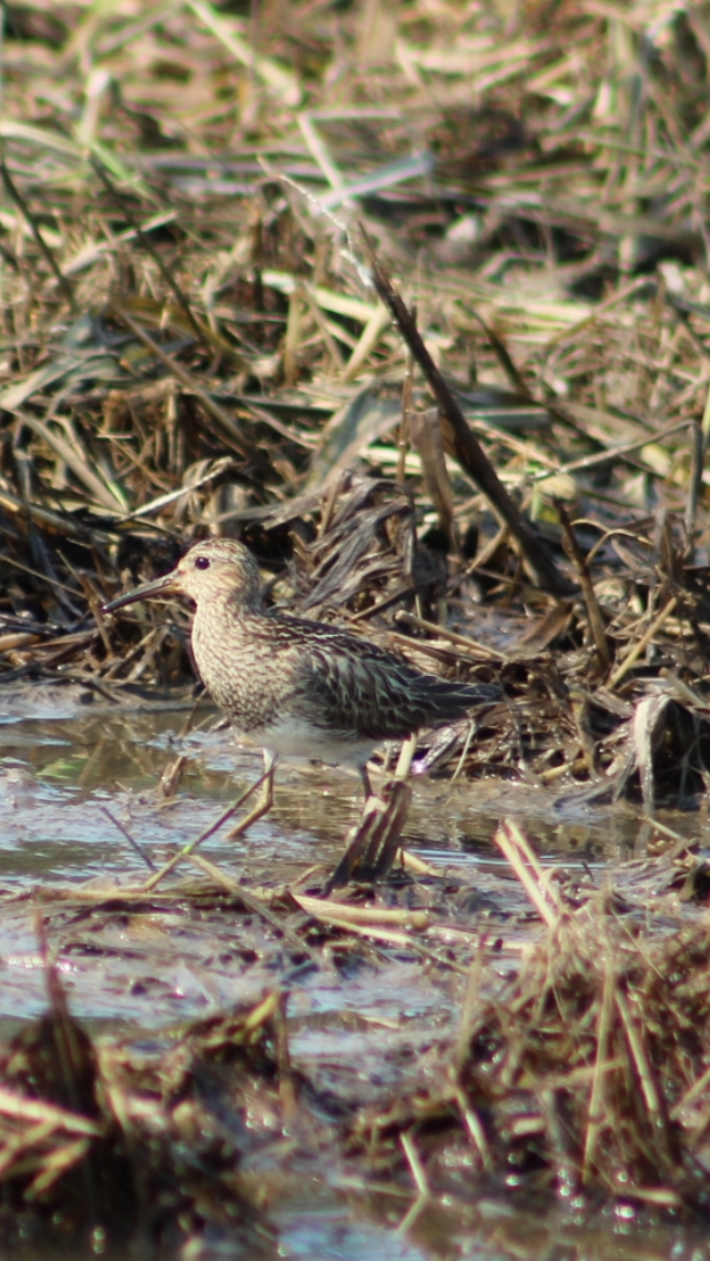 Graubrust-Strandläufer - ML623326804