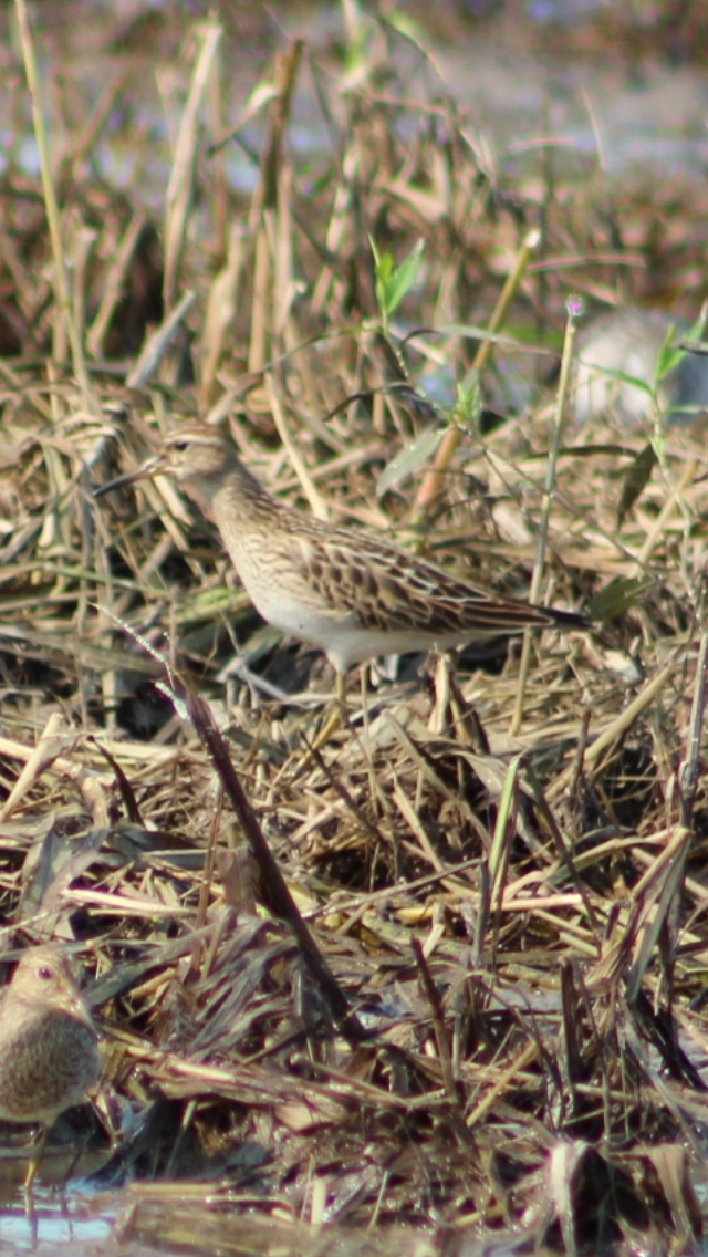 Graubrust-Strandläufer - ML623326805