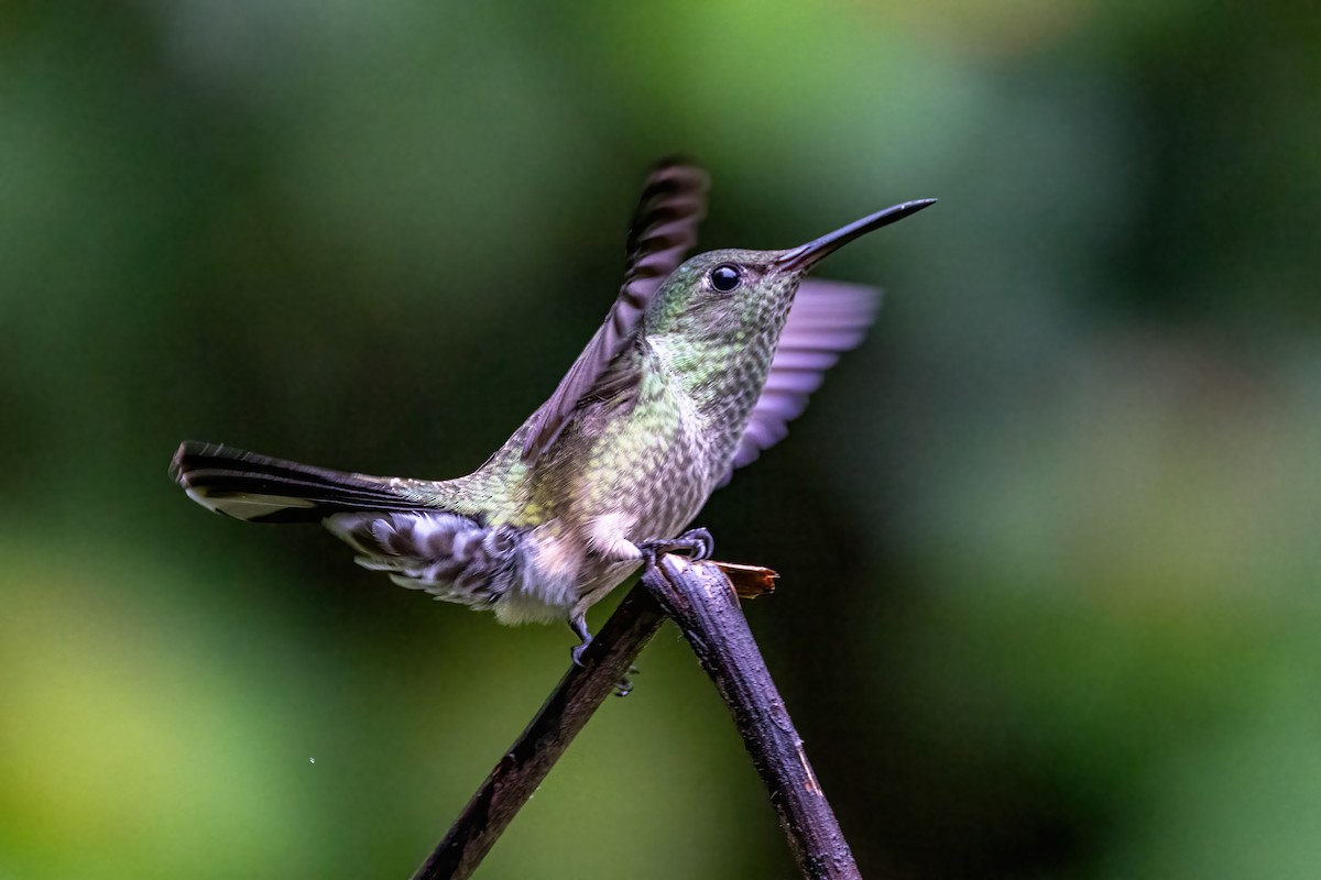 Scaly-breasted Hummingbird - ML623326808