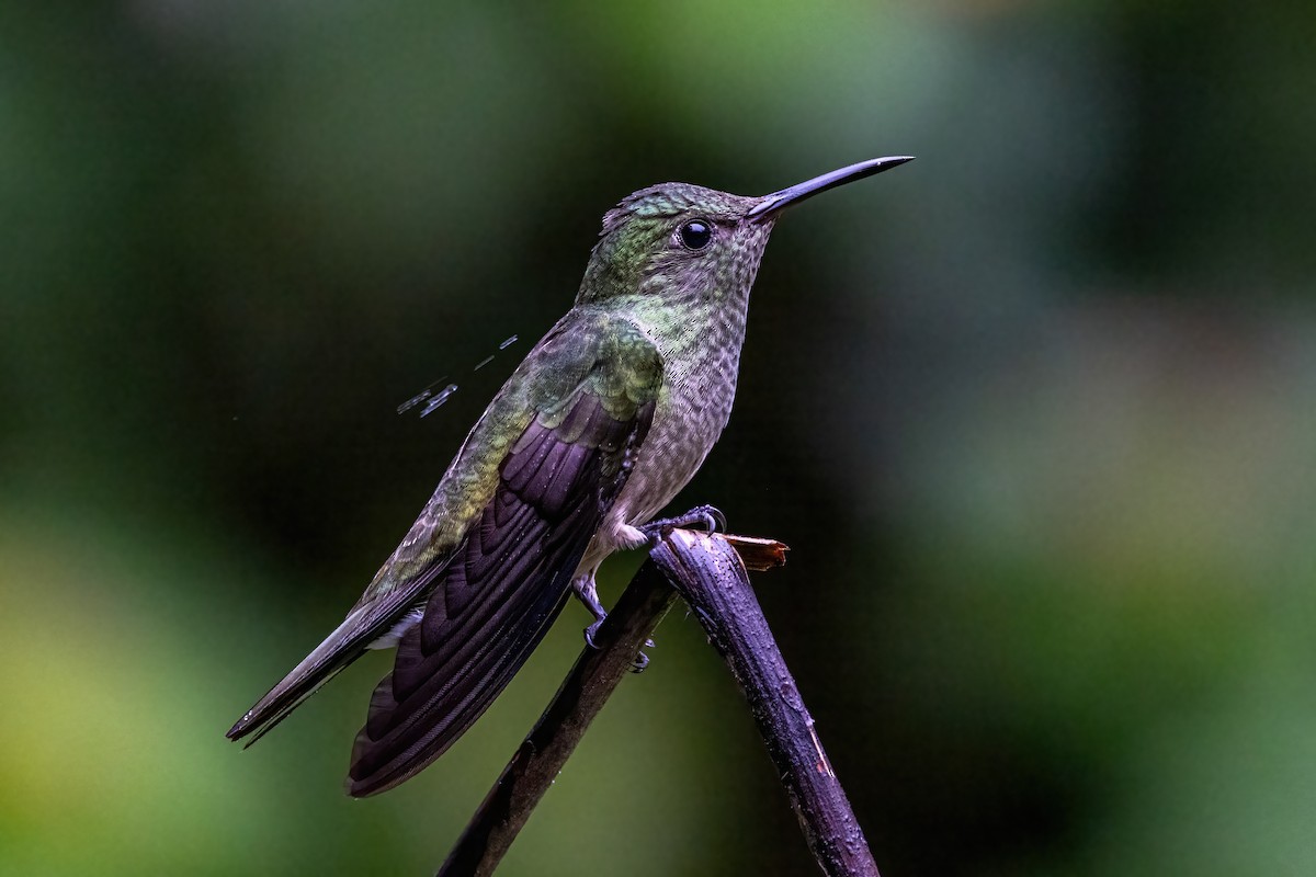 Scaly-breasted Hummingbird - ML623326812