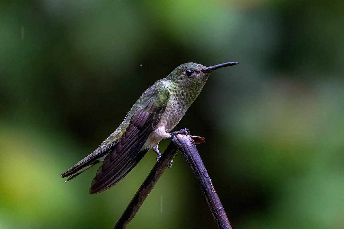 Scaly-breasted Hummingbird - ML623326816