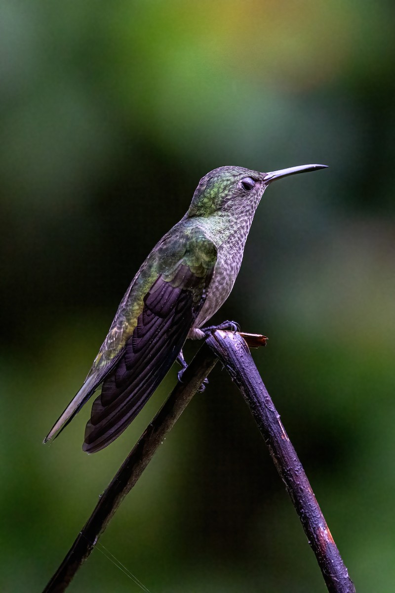 Scaly-breasted Hummingbird - ML623326819