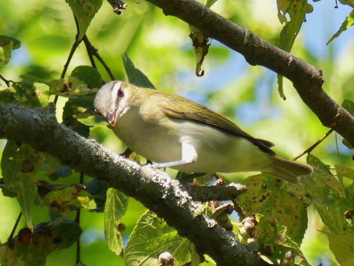 Vireo Ojirrojo - ML623326823