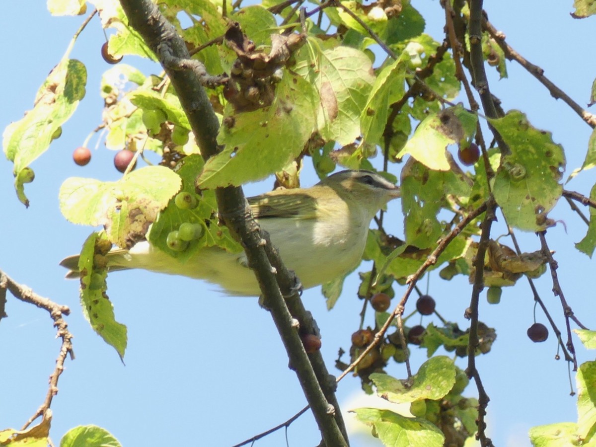 Vireo Ojirrojo - ML623326824