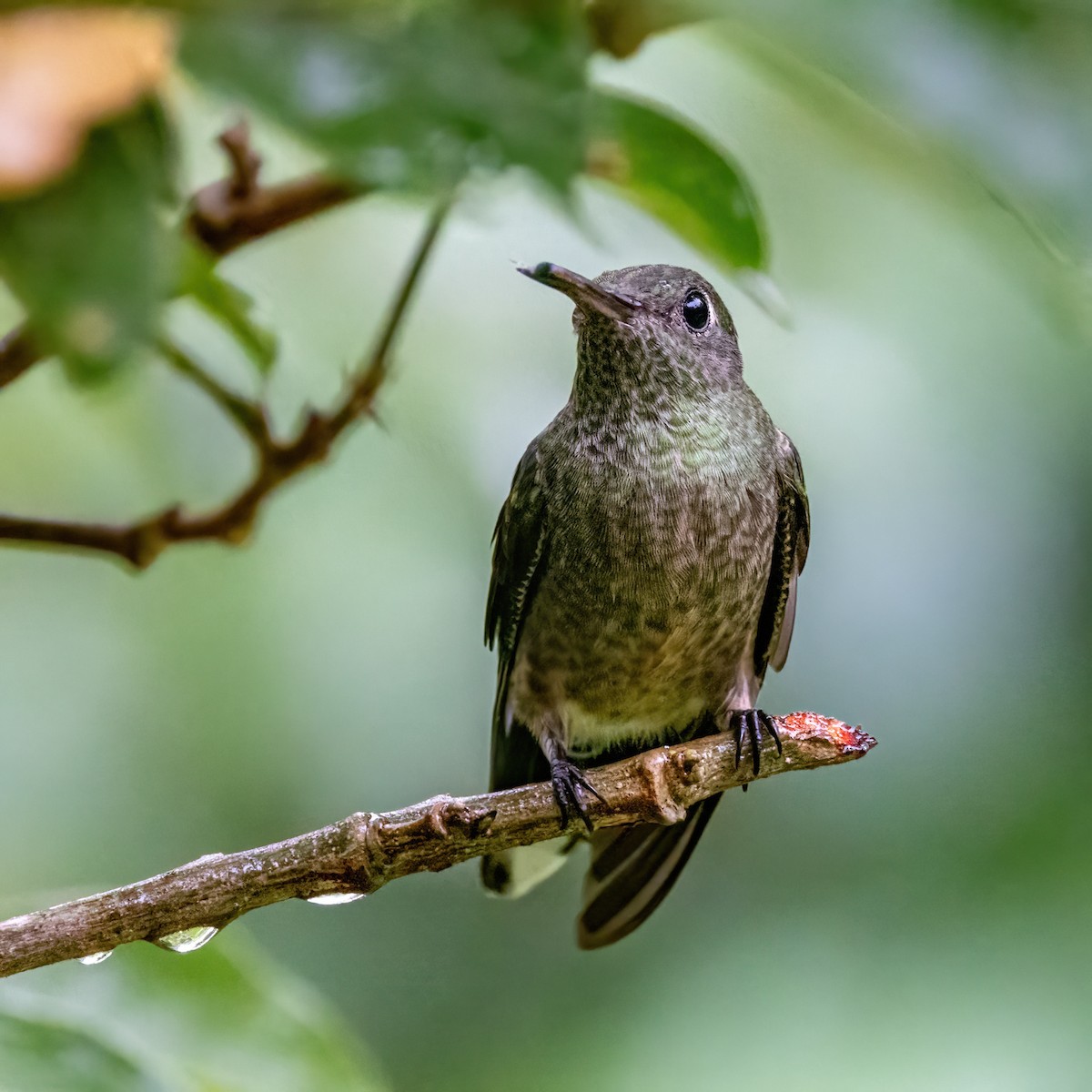 Scaly-breasted Hummingbird - ML623326828