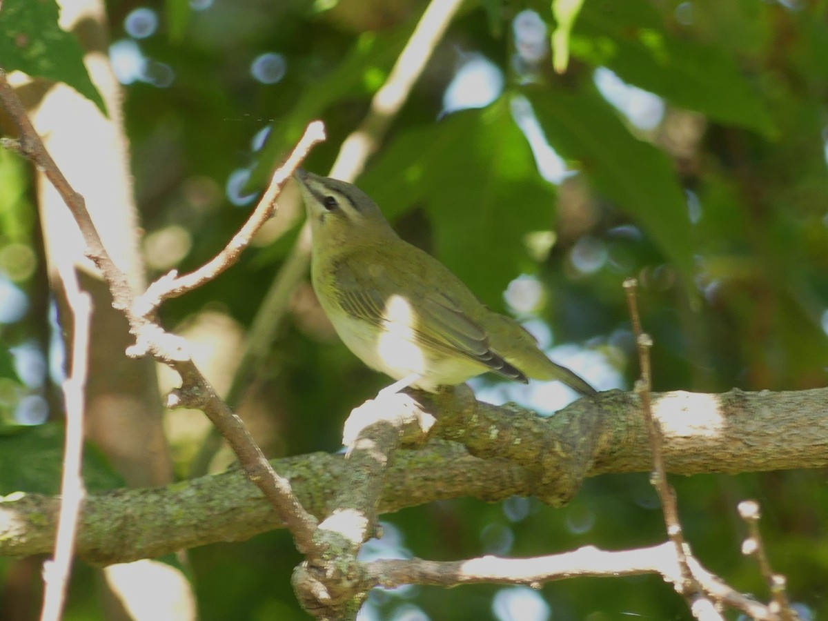 Vireo Ojirrojo - ML623326831