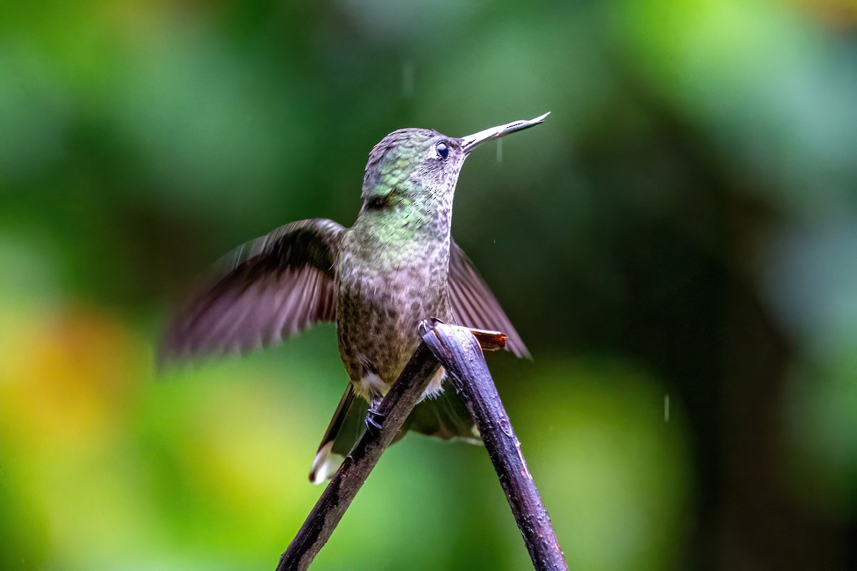 Scaly-breasted Hummingbird - ML623326832