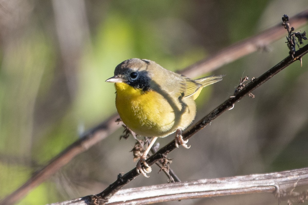 Common Yellowthroat - Kori Sedmak