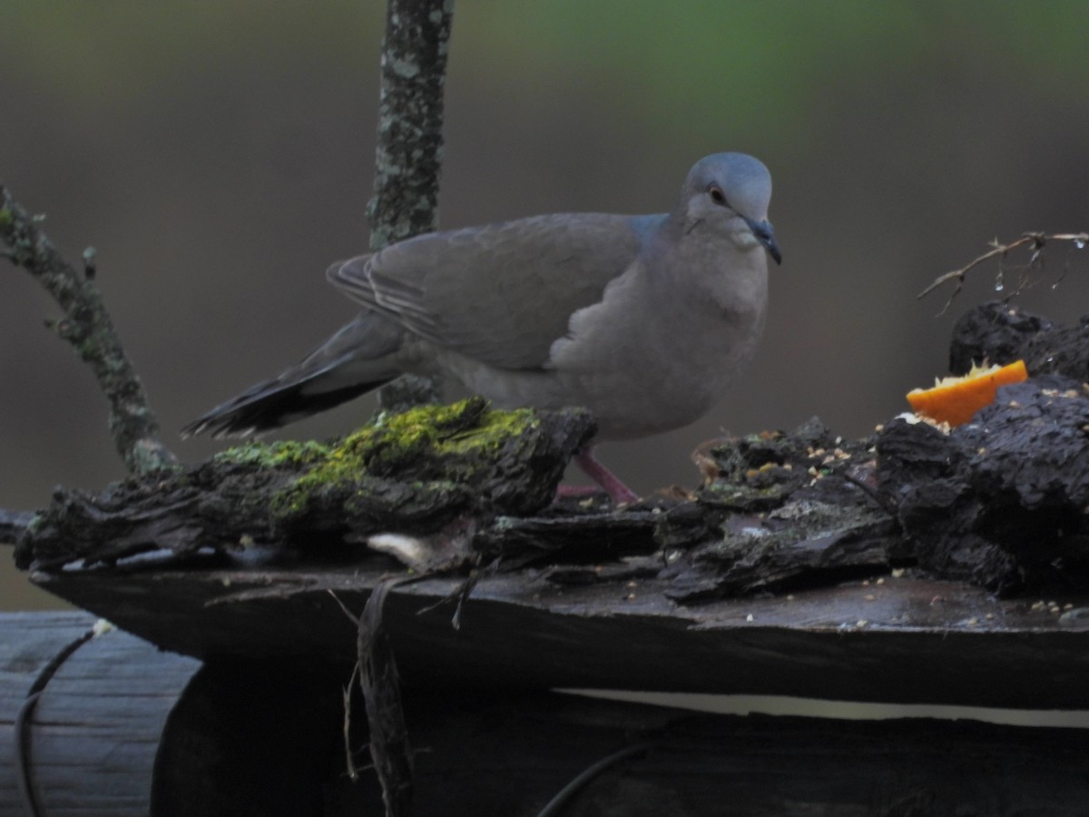 White-tipped Dove - Mónica  Cobelli