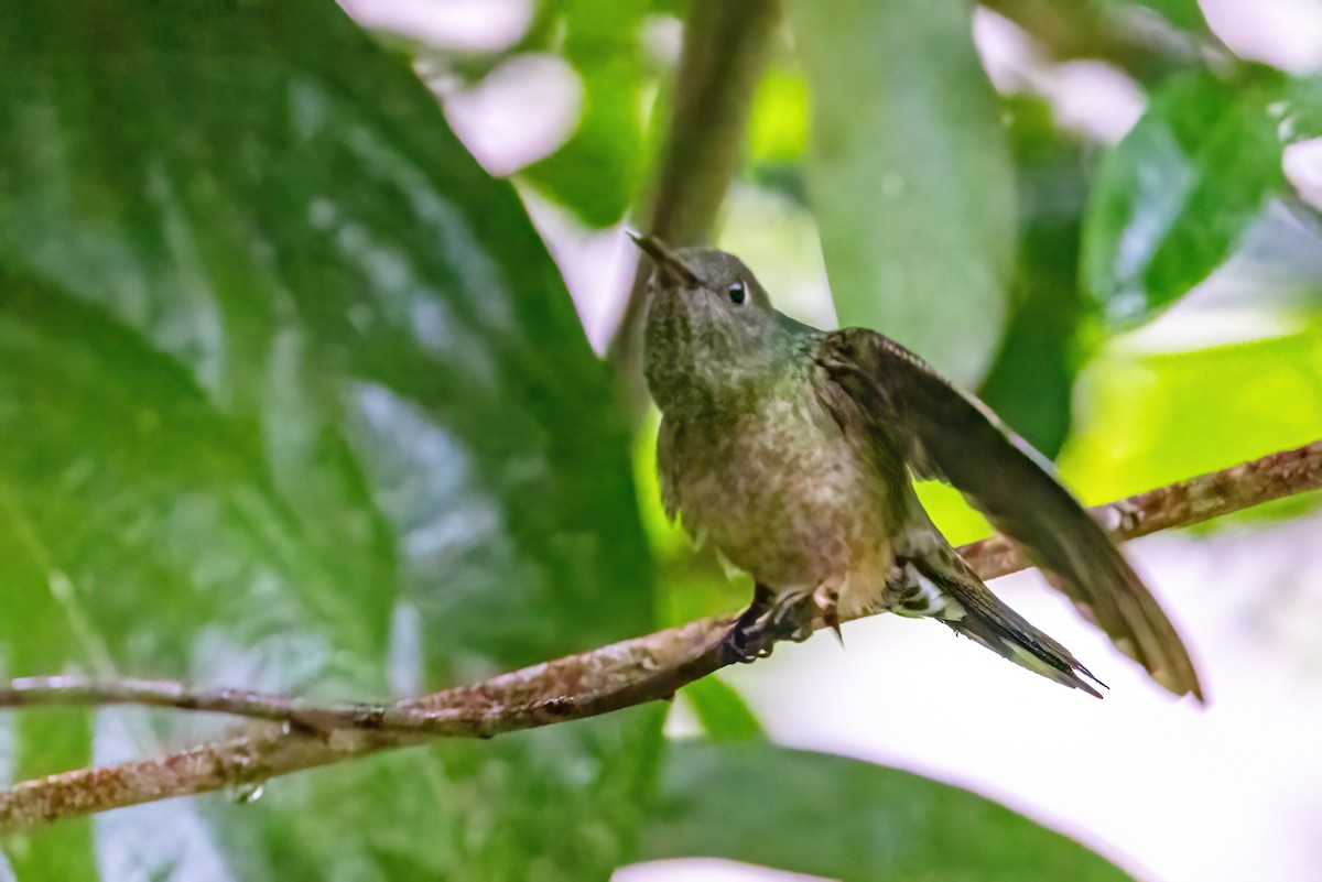 Scaly-breasted Hummingbird - ML623326844