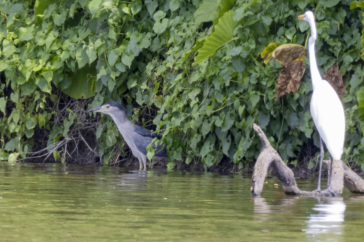 Black-crowned Night Heron (Eurasian) - ML623326860