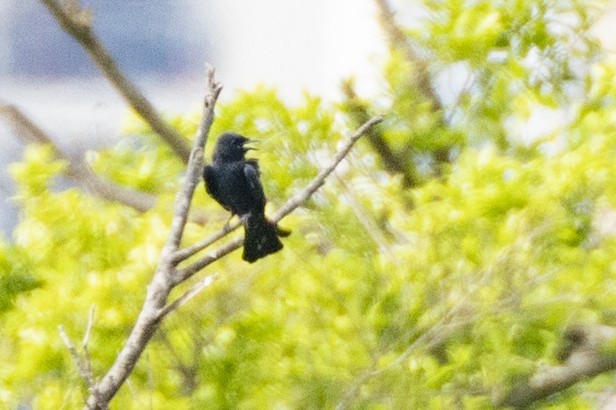 Black Drongo - ML623326879