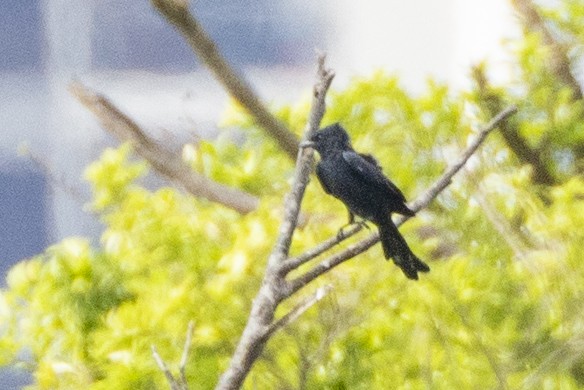 Black Drongo - ML623326880