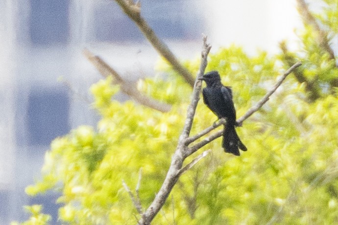 Black Drongo - ML623326881