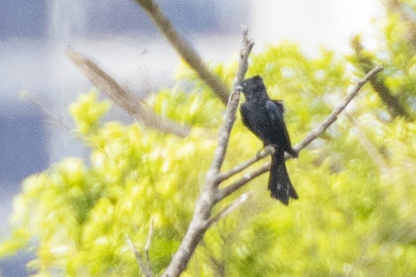 Black Drongo - ML623326882