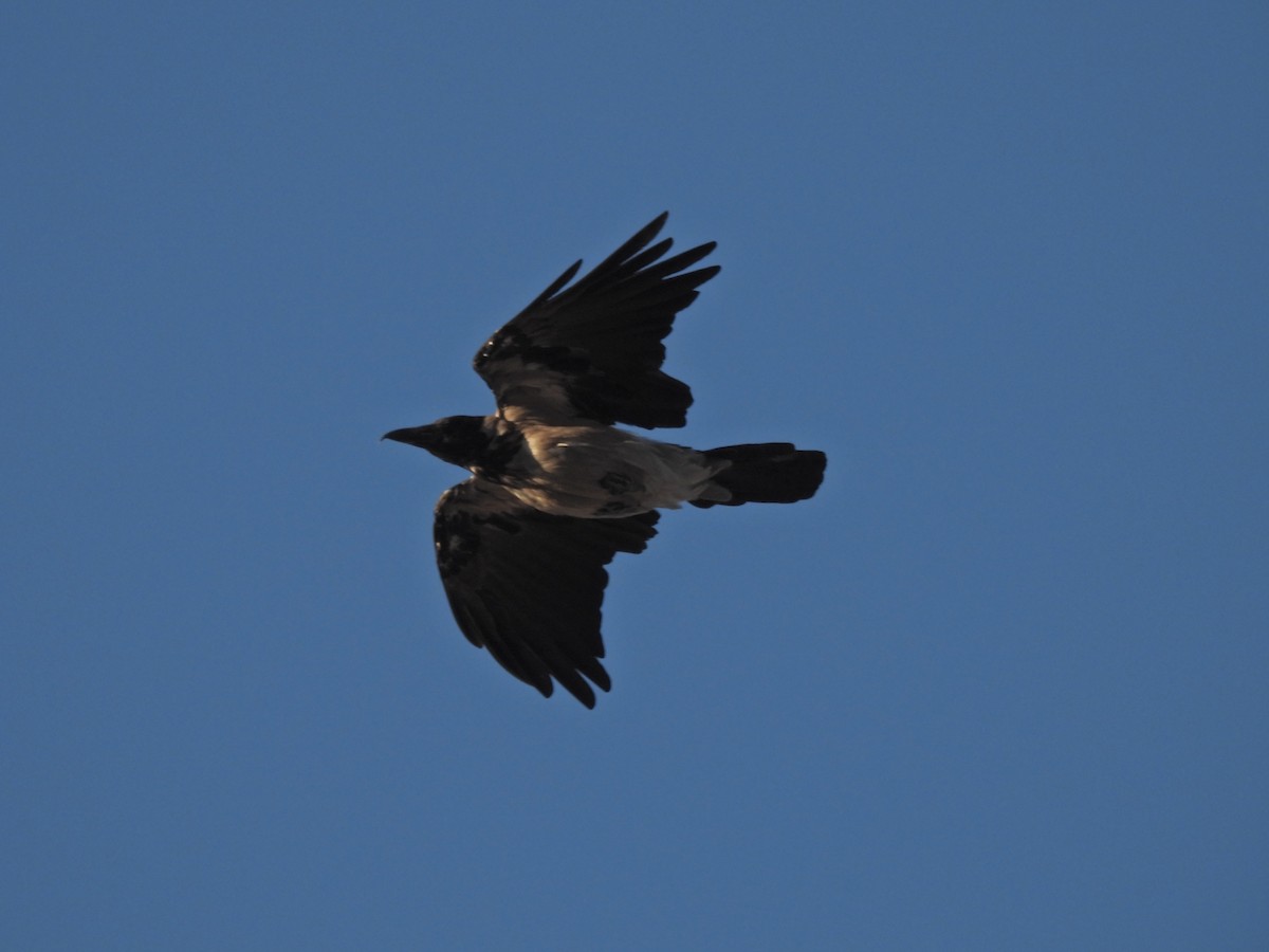 Hooded Crow (Hooded) - ML623326898