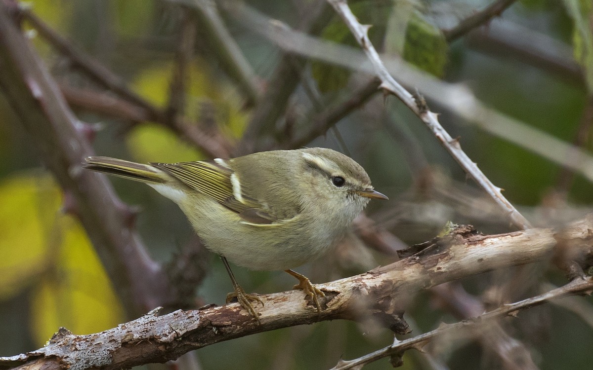 Hume's Warbler - Nizamettin Yavuz