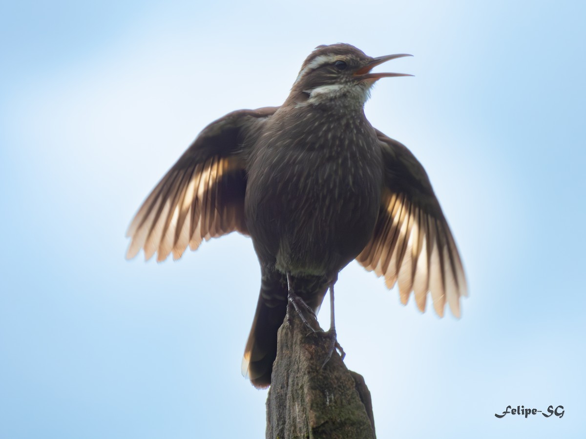 Dark-bellied Cinclodes - ML623326975