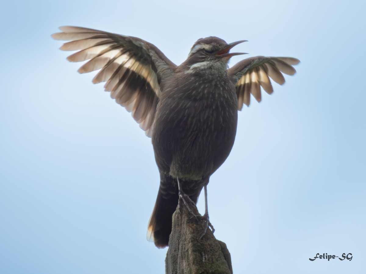 Dark-bellied Cinclodes - ML623326976