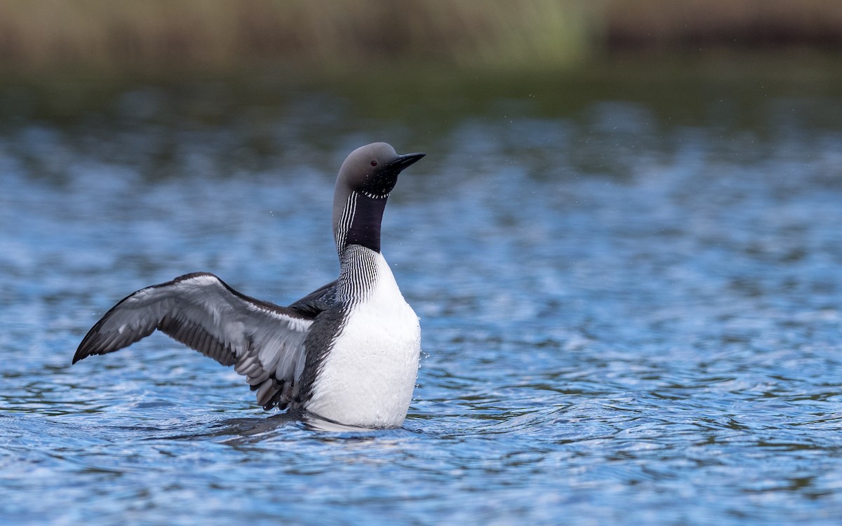 Arctic Loon - ML623327038