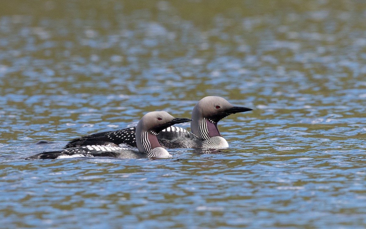 Arctic Loon - ML623327041