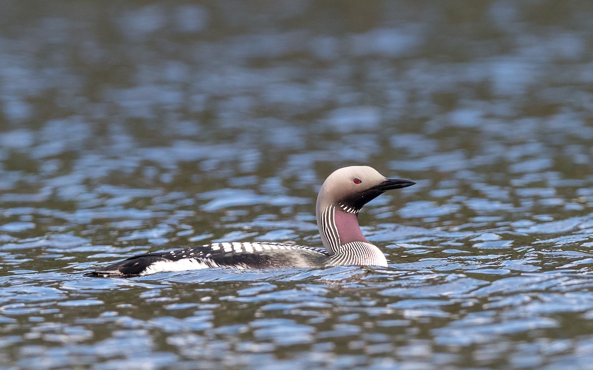 Arctic Loon - ML623327053