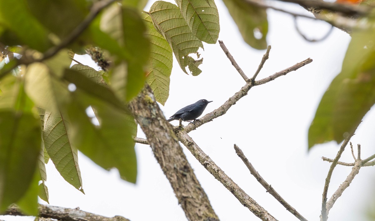 Bluish Flowerpiercer - ML623327055