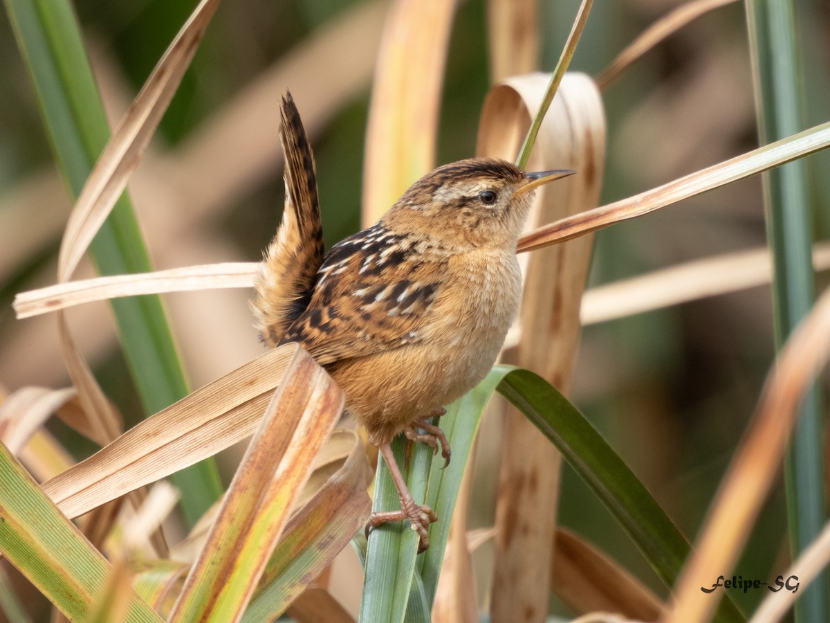 Grass Wren - ML623327070