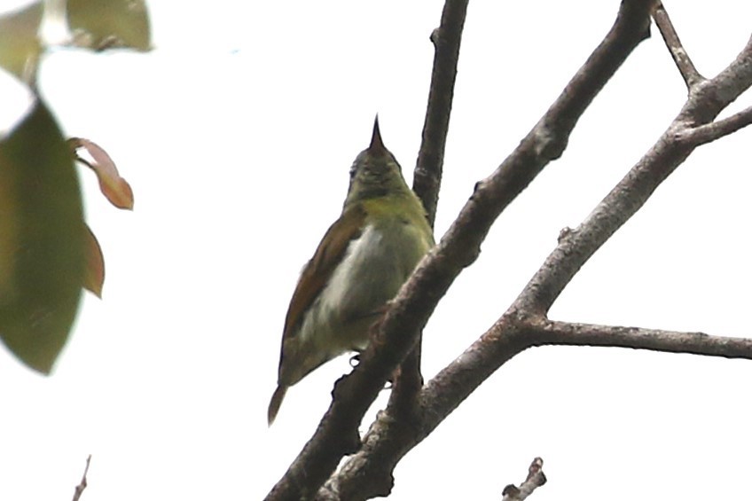 Temminck's Sunbird - ML623327083