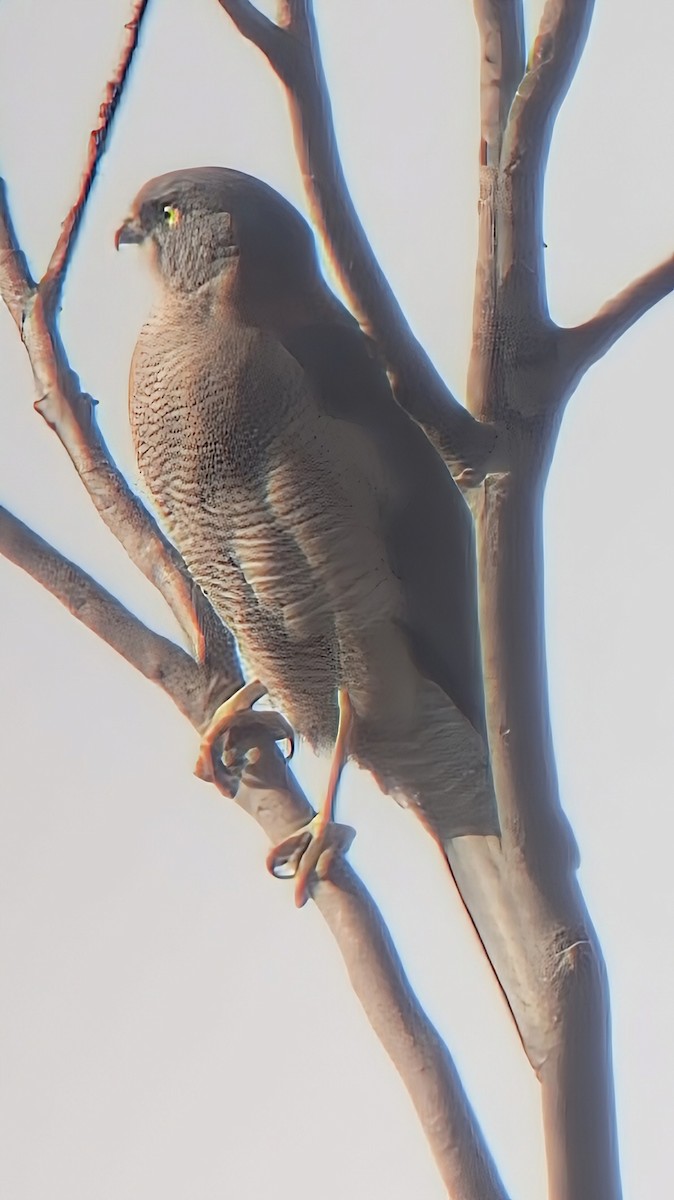 Brown Goshawk - ML623327112