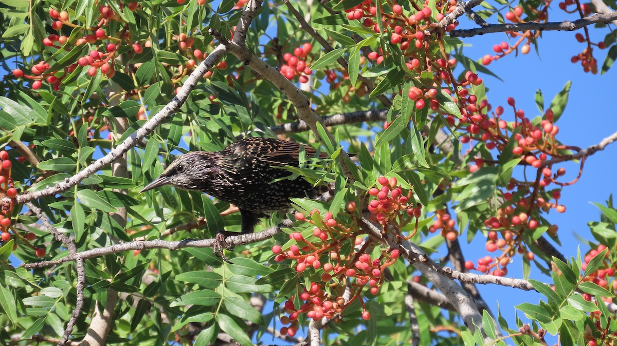 European Starling - ML623327151