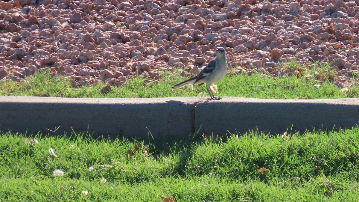 Northern Mockingbird - ML623327154