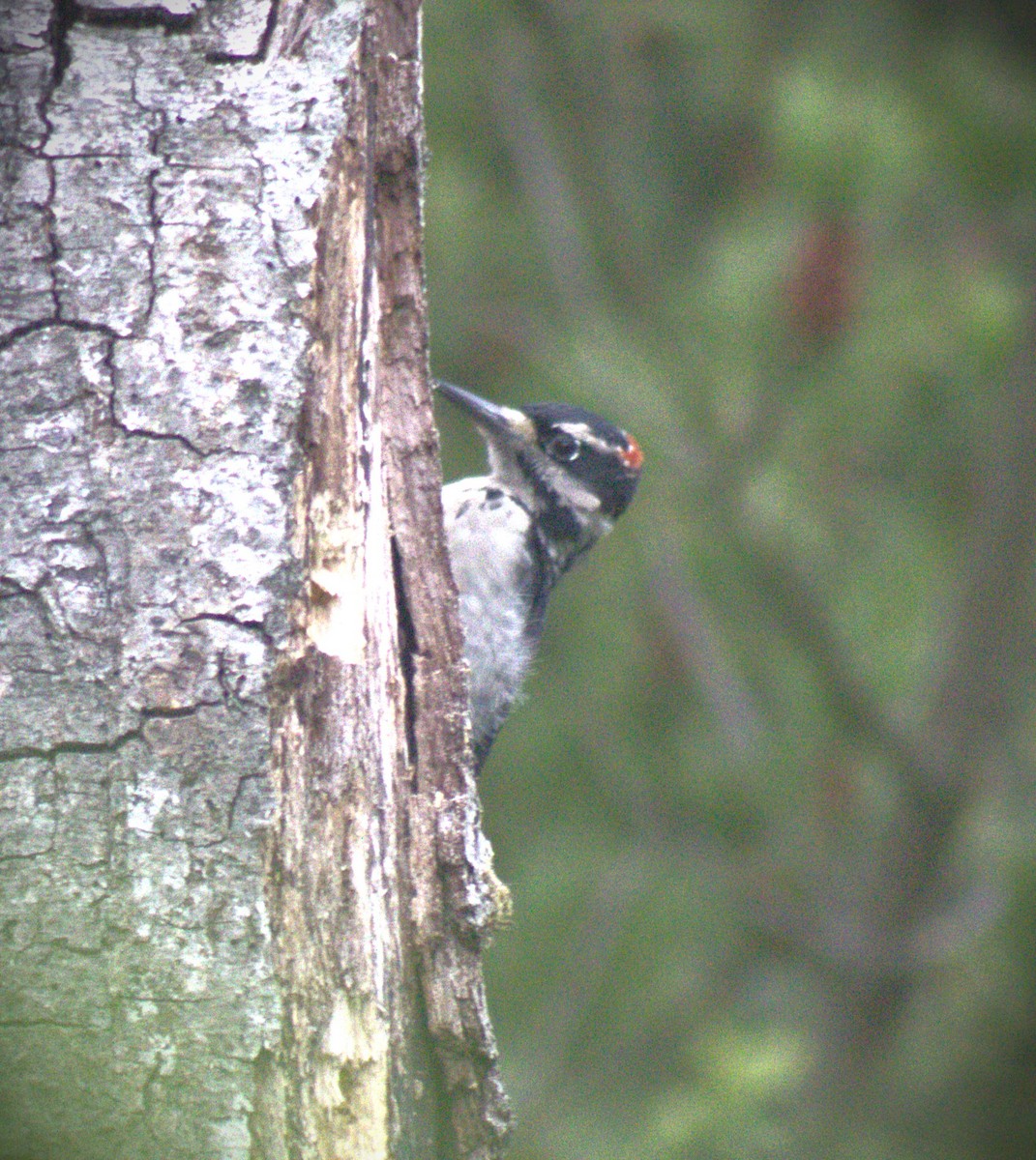 Hairy Woodpecker - ML623327161