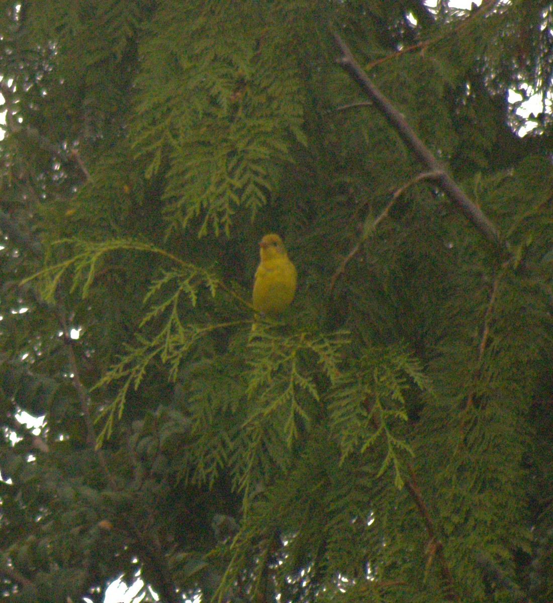 Western Tanager - ML623327176