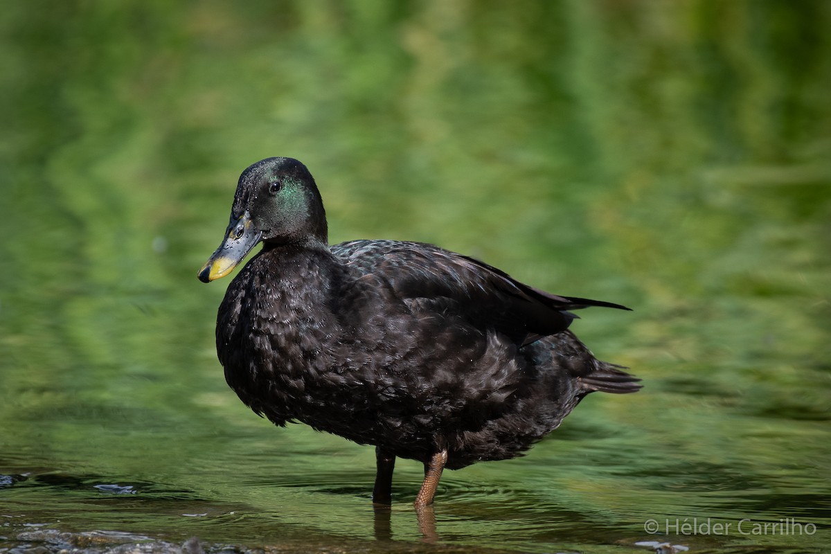 Крижень (свійський) - ML623327206