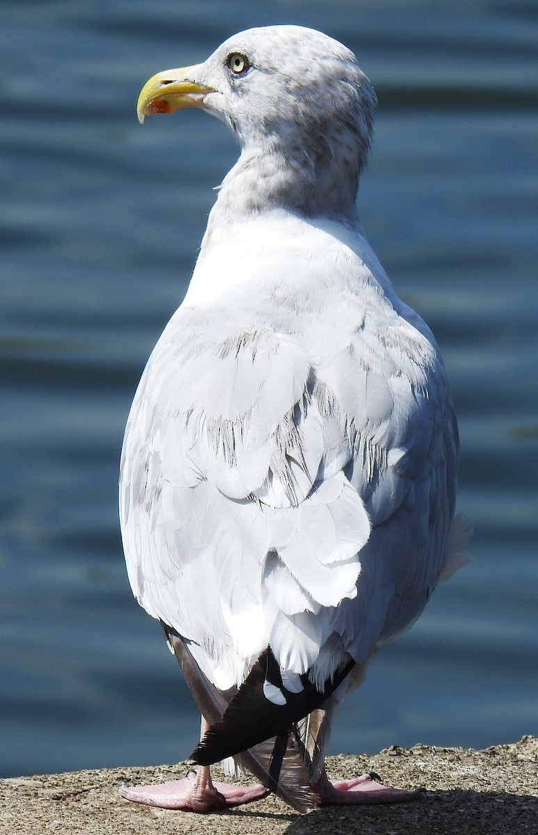 Goéland argenté (smithsonianus) - ML623327238