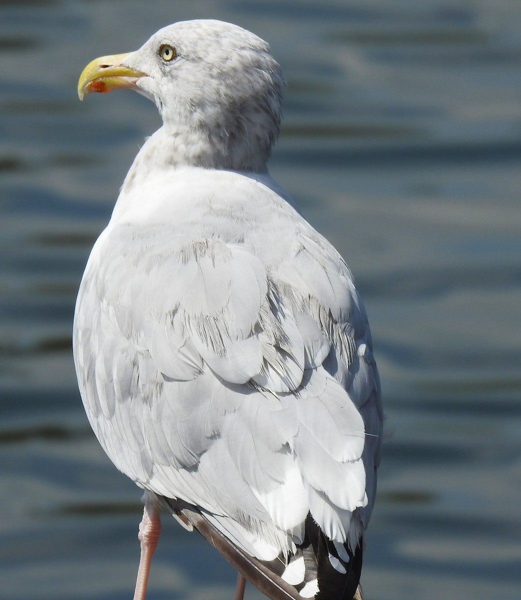 Goéland argenté (smithsonianus) - ML623327239