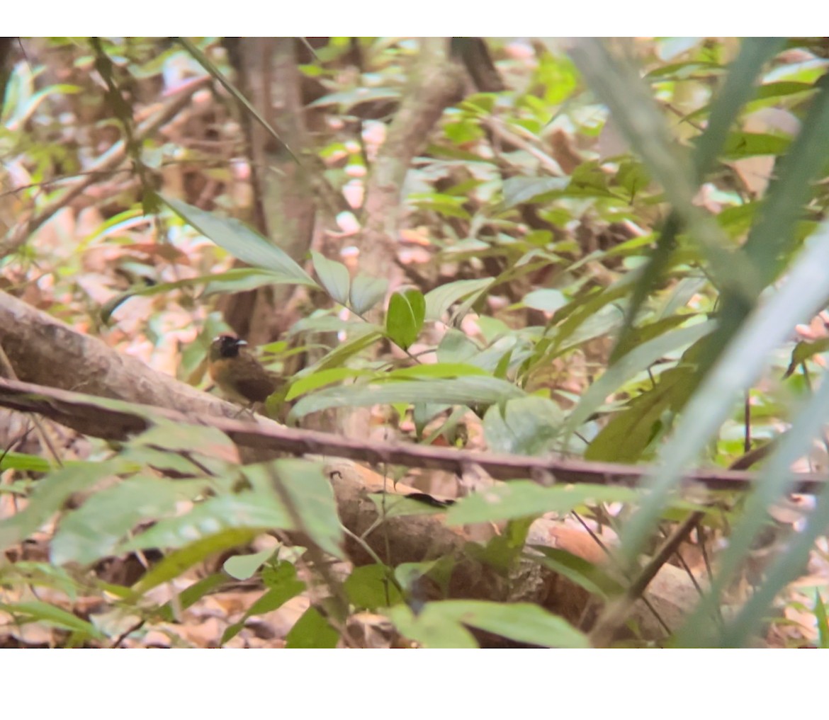 Chestnut-belted Gnateater - ML623327295