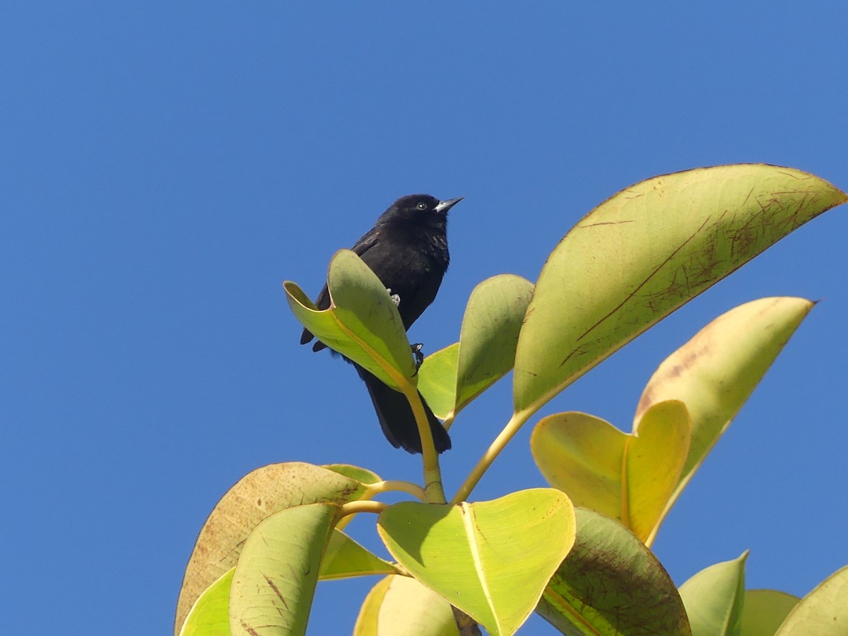 Variable Oriole - Fernando Vilariño