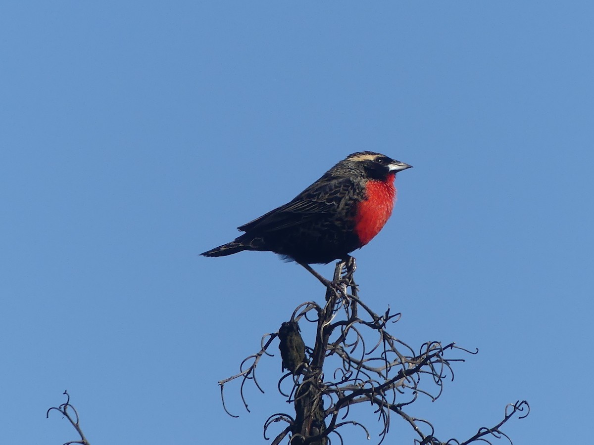 White-browed Meadowlark - ML623327308