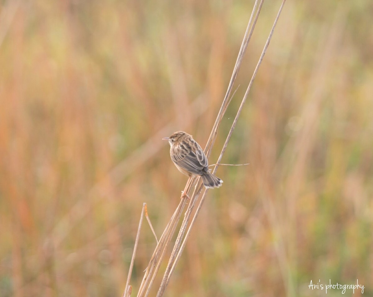 Zitting Cisticola - ML623327360