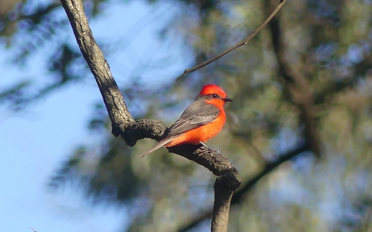 Vermilion Flycatcher - ML623327373