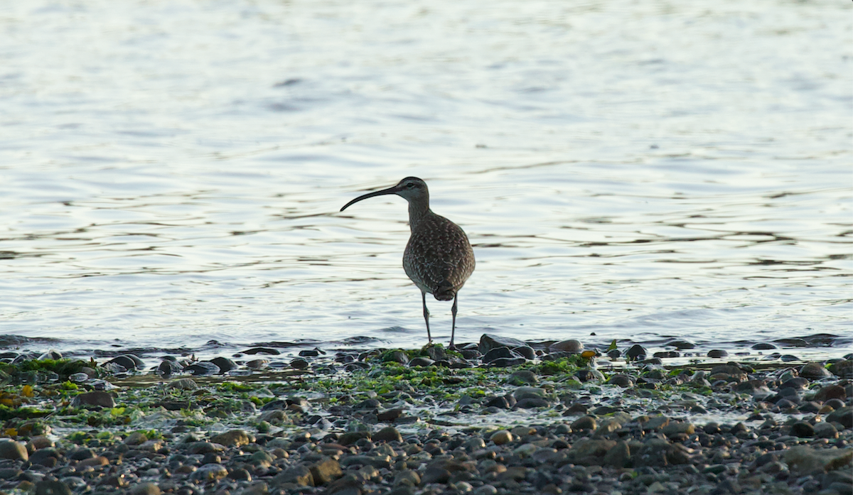 Whimbrel - ML623327376