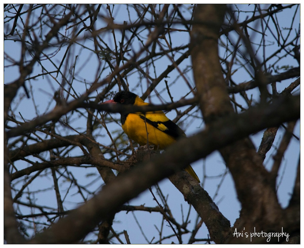 Black-hooded Oriole - Anish  Bera